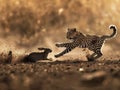 Wild Pursuit: A High-Stakes Race Between Predator and Prey