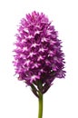 Wild Pyramidal Orchid isolated over white - Anacamptis pyramidalis Royalty Free Stock Photo