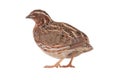 Wild quail