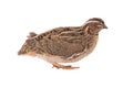 Wild quail