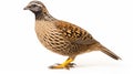 wild quail Coturnix coturnix isolated on a white background. generative ai Royalty Free Stock Photo