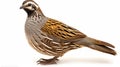 wild quail Coturnix coturnix isolated on a white background. generative ai