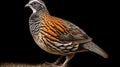 wild quail Coturnix coturnix isolated on a white background. generative ai Royalty Free Stock Photo