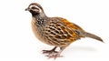 wild quail Coturnix coturnix isolated on a white background. generative ai