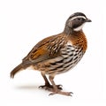 Wild quail, Coturnix coturnix, isolated on a white background. generative ai