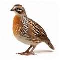 Wild quail, Coturnix coturnix, isolated on a white background. generative ai
