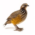 Wild quail, Coturnix coturnix, isolated on a white background. generative ai Royalty Free Stock Photo
