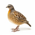 Wild quail, Coturnix coturnix, isolated on a white background. generative ai