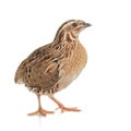 Wild quail, Coturnix coturnix, isolated on a white background