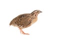 Wild quail, Coturnix coturnix, isolated on a white background Royalty Free Stock Photo