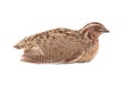 Wild quail