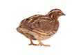 Wild quail Coturnix coturnix isolated on a white