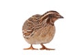 Wild quail Coturnix coturnix isolated on a white