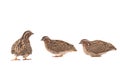 wild quail Coturnix coturnix isolated on a white Royalty Free Stock Photo