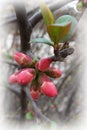 Wild quince blooming