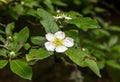 Wild quince flower