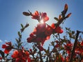 Wild quince flower