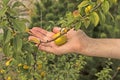 Wild quince. The fruit of a wild-growing quince in the hand of a middle-aged woman