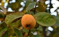 Wild quince