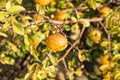 Wild quince. Ripe fruits of wild-growing quince on the branches of a tree in the forest