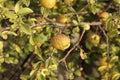 Wild quince. Ripe fruits of wild-growing quince on the branches of a tree in the forest