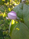 Wild quince tree branch with pink blossom