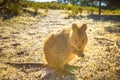 Quokka Rottnest Island