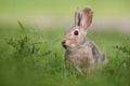 Wild rabbit Royalty Free Stock Photo