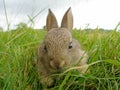 Wild Rabbit Royalty Free Stock Photo