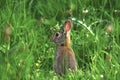 Wild Rabbit Royalty Free Stock Photo