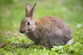 Wild rabbit Royalty Free Stock Photo