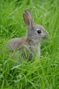 Wild Rabbit