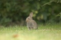 Wild Rabbit Royalty Free Stock Photo