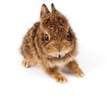 Wild rabbit Royalty Free Stock Photo