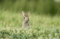 Wild rabbit Royalty Free Stock Photo