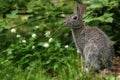 Wild Rabbit Royalty Free Stock Photo