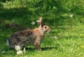 Wild rabbit Royalty Free Stock Photo
