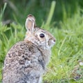 Wild Rabbit Royalty Free Stock Photo