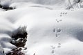 Wild rabbit bunny tracks on the snow, near a water stream in the mountains, on a sunny Winter day