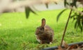 Wild rabbit in the bushes