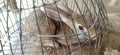 The Wild rabbit in cage in madhubani india