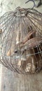The Wild rabbit in cage in madhubani india