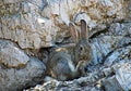 Wild rabbit cleaning feet on Lokrum Island, Dubrovnik, Croatia. Royalty Free Stock Photo