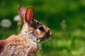 Wild rabbit close-up