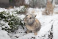 Wild rabbit. Cottontail rabbit on snow Royalty Free Stock Photo
