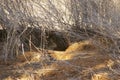wild rabbit on a drought stricken farm