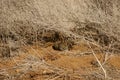 wild rabbit on a drought stricken farm