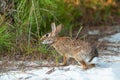 Wild rabbit eating plants on Assateague island Royalty Free Stock Photo