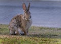 Wild rabbit feeding on grass in parkland. UK