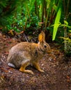 Wild Rabbit in Garden Vertical Royalty Free Stock Photo